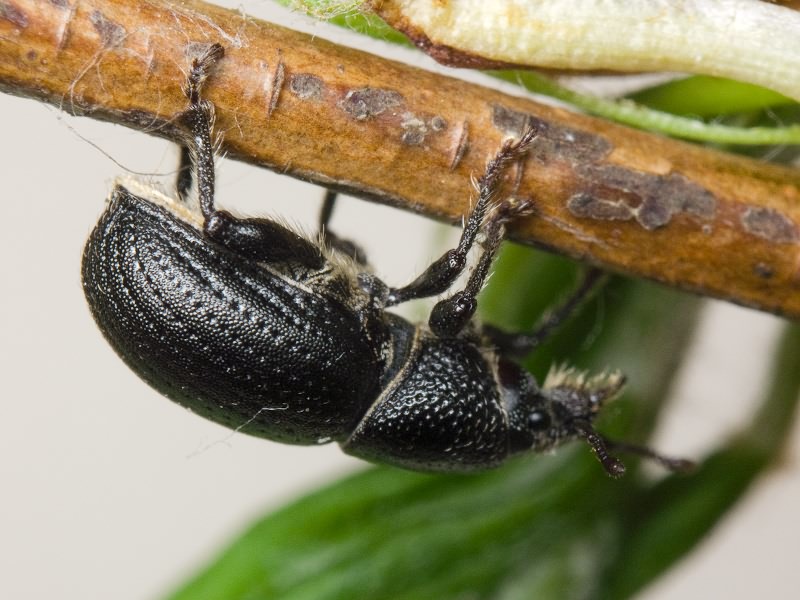 Psallidium maxillosum (Fabricius, 1792)